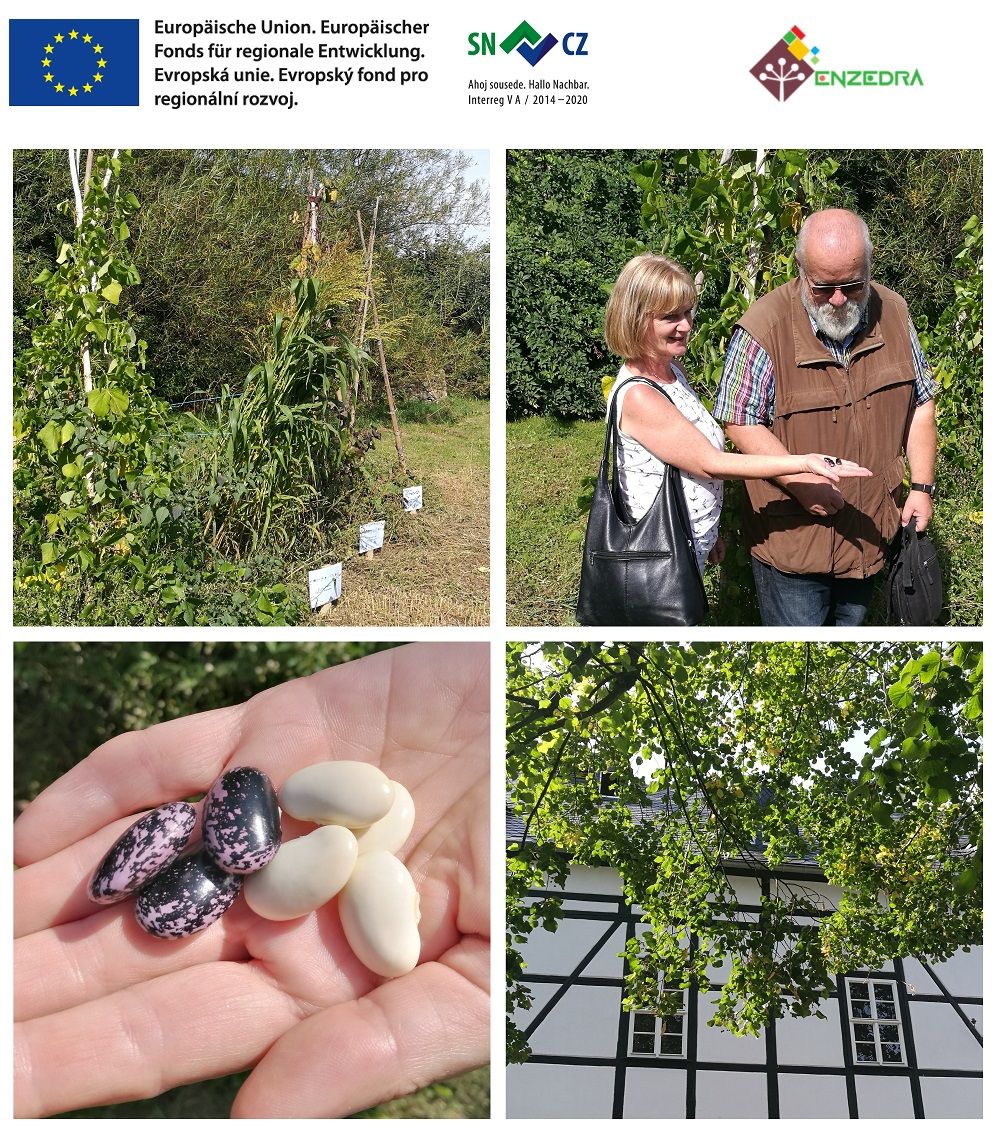 Collage mit Eindrücken von der ENZEDRA Präsentation beim zum traditionellen Wein- und Flammkuchenfest