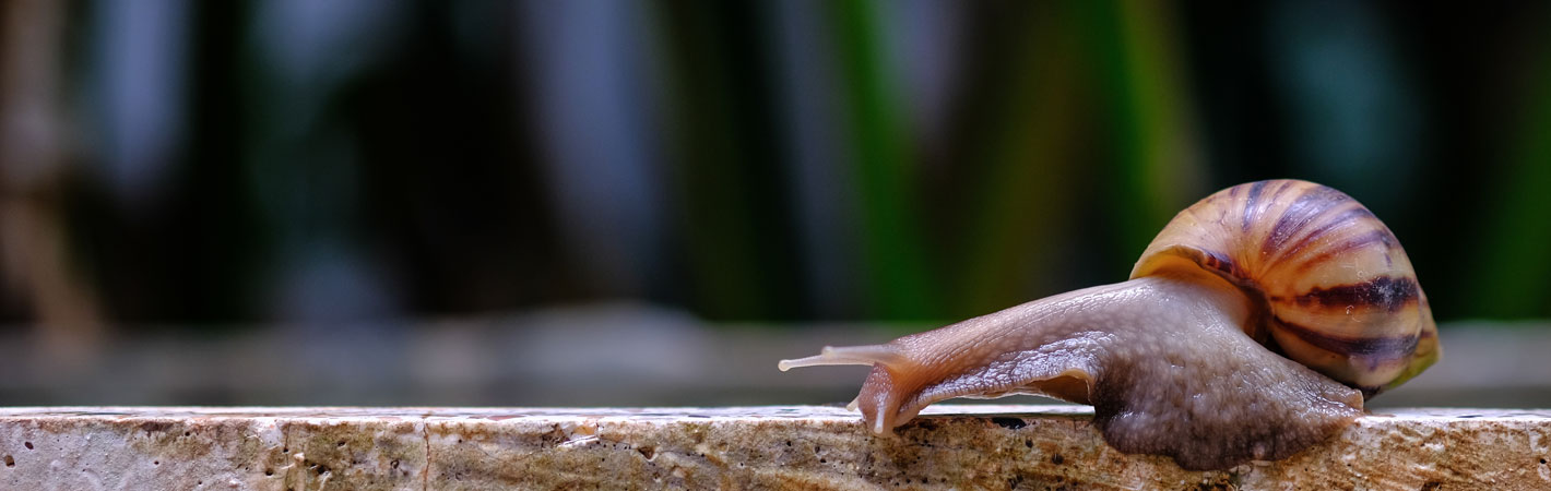 Schnecke