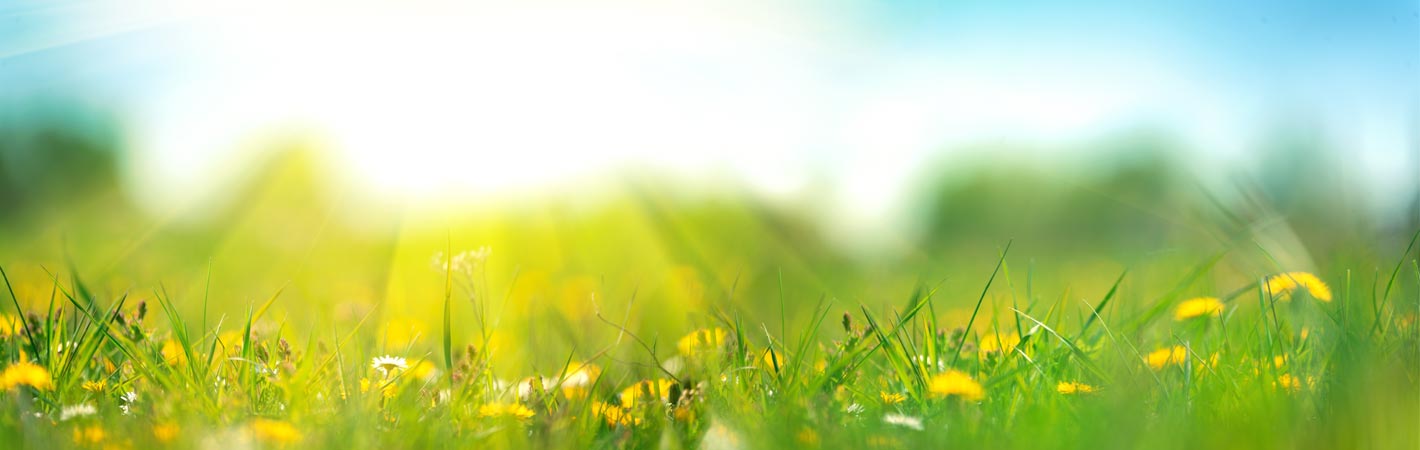 Sonnenbestrahlte Wiese mit natürlicher Vegetation (Symbolbild)