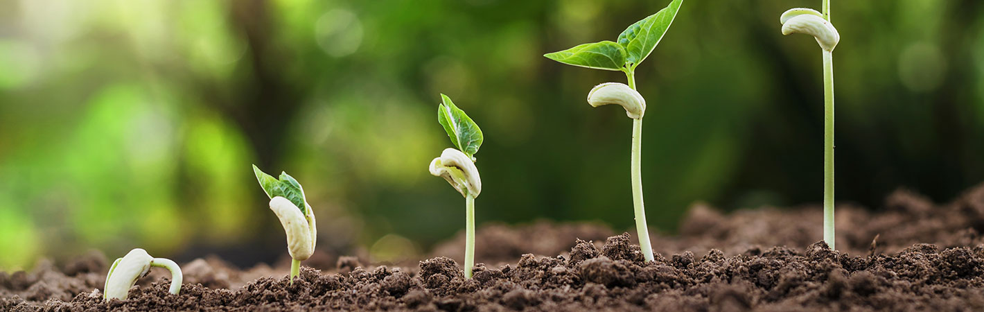 Landwirtschaft: Reihe keimender Samen und Pflänzchen in verschiedenen Entwicklungsstadien