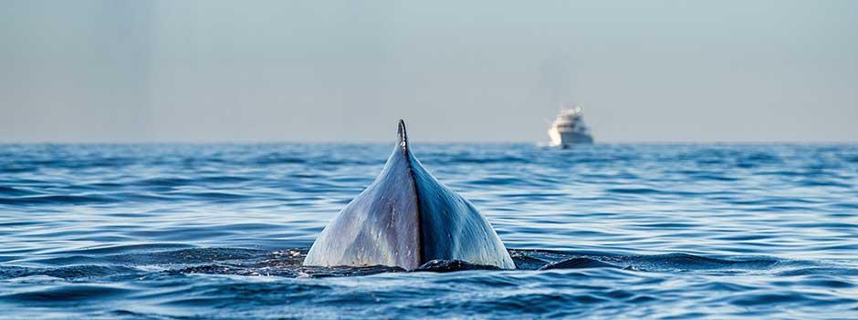 Pazifischer Ozean: Finne (Rückenflosse) eines abgetauchten Buckelwals vor weißem Schiff am Horizont
